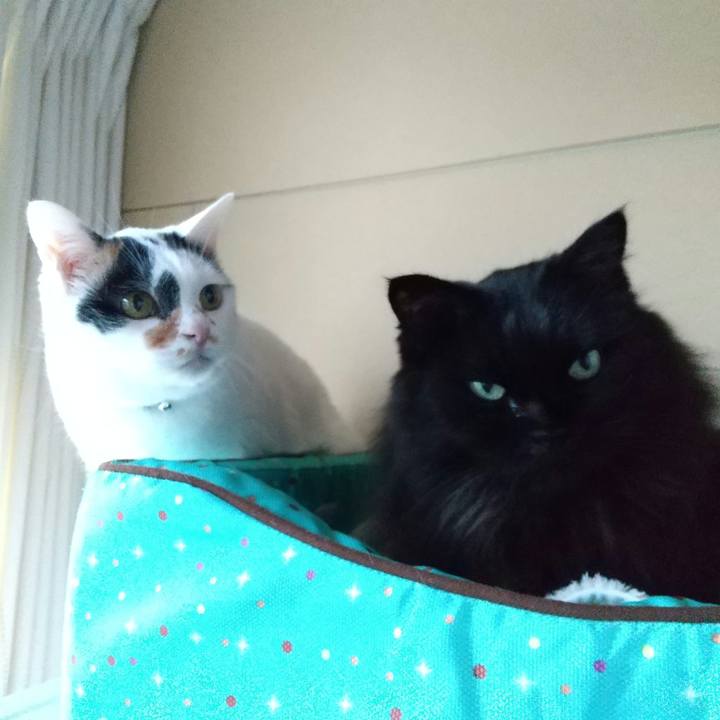 70676857 94d7 4f0c a90f 5caf628ca459 1605345560635