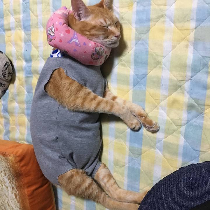 706c1388 989a 44d0 b55f d1c2a077930c 1528816507686