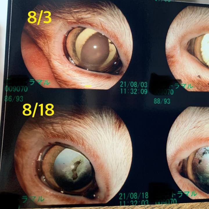 706c7c4f 060f 4097 9fbd b97304c82e14 1629258911887