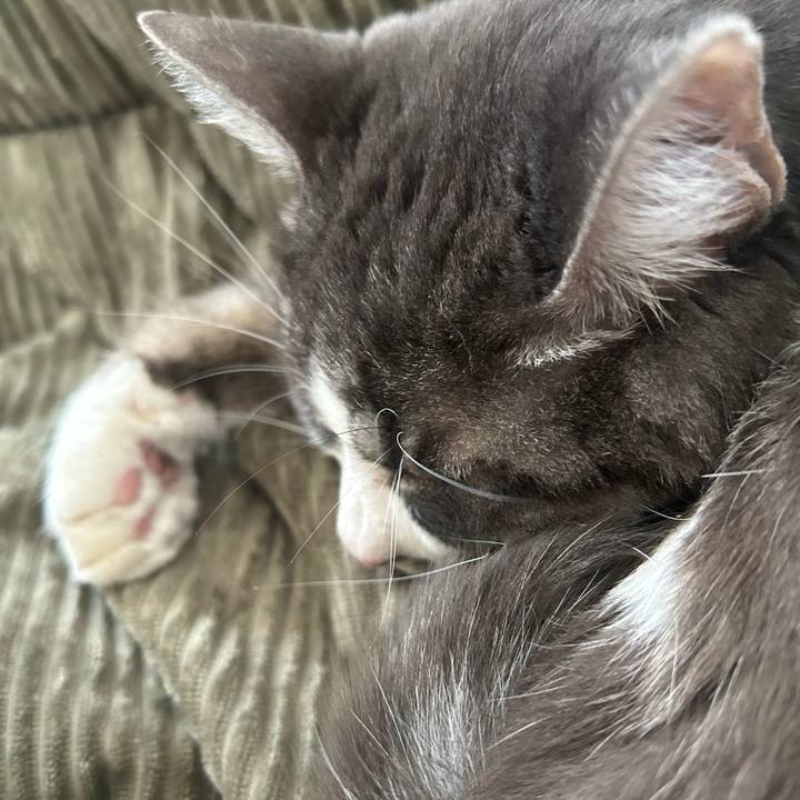 706d36e8 aa99 4f86 bacf 43b38c27c9bc 1764561531261