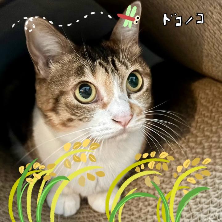 706d592b 4c76 4910 91ff f181964146cb 1761617481232