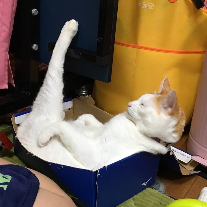 706fe3b5 786b 419c af42 48abaa8f9893 1544706831396