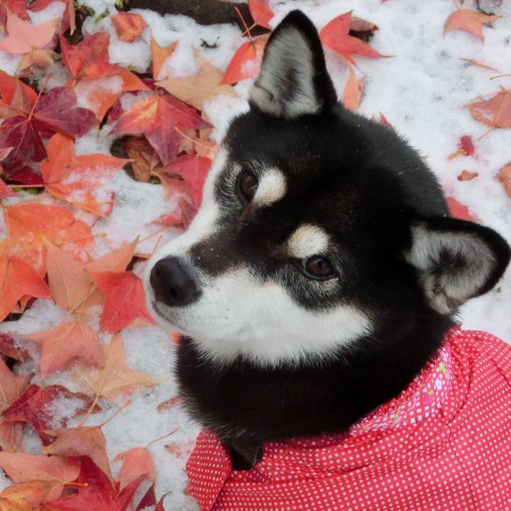 706fe8ff 7764 4690 b026 92fdd34e2bb2 1512186150991