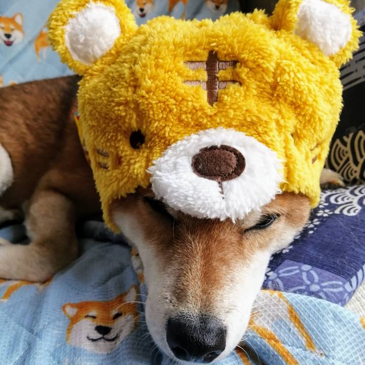 707712e1 df43 4519 a9aa d93bb0a9f341 1636425691716