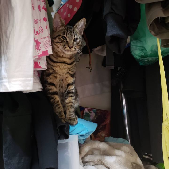 70790243 b3e8 432a 9008 a610cd6c5373 1543741105254