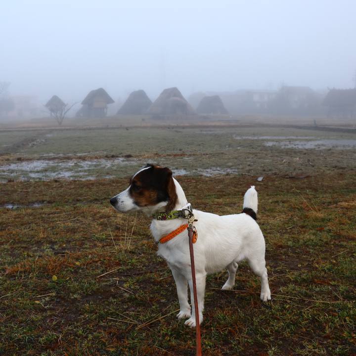 707d9966 4b0c 4641 9776 7132a65e57f4 1550615058552