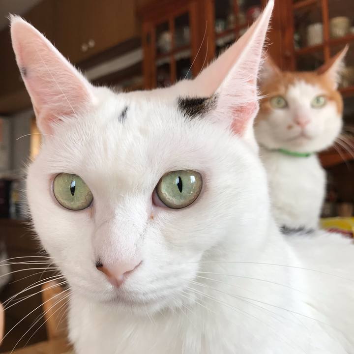 7082ec4a 05f8 4ff2 bc90 8e34c40b4f7f 1589324859083