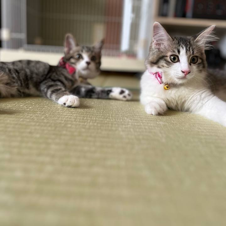 7088926a 3463 400a 9dea 4f24e276eb47 1690756168764