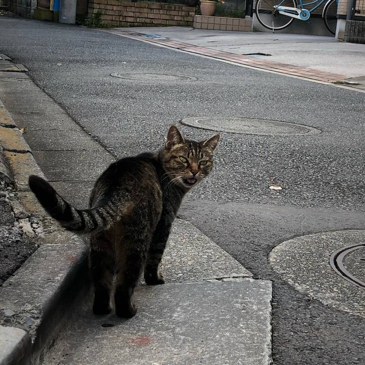 708a0155 2719 40a1 adc1 59841b3cd387 1541968675949