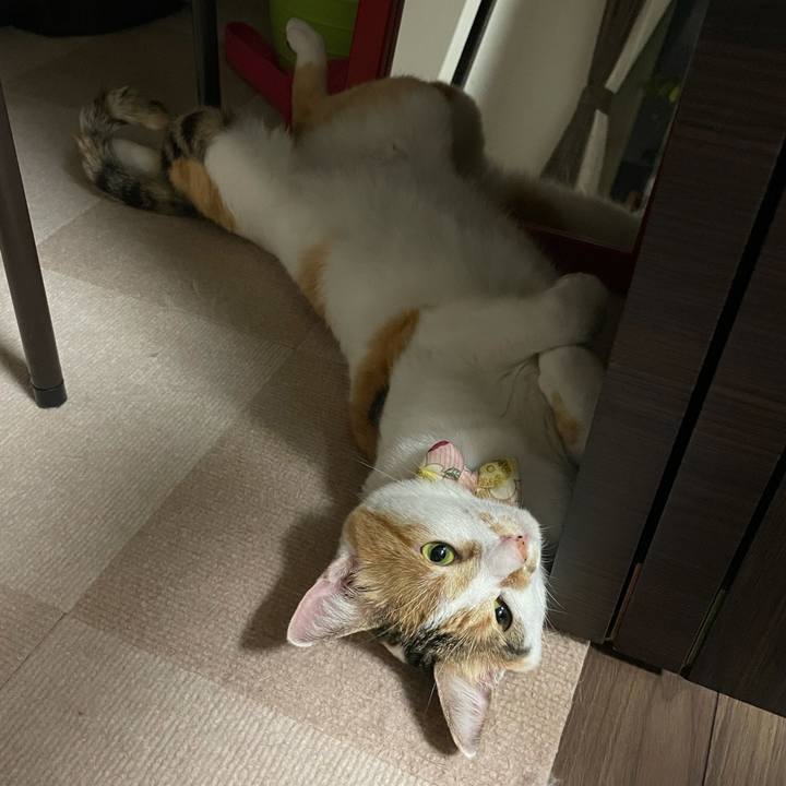 708a6e4d 2f4c 40cf a39e 6dc6b3a3c8e4 1627911868577