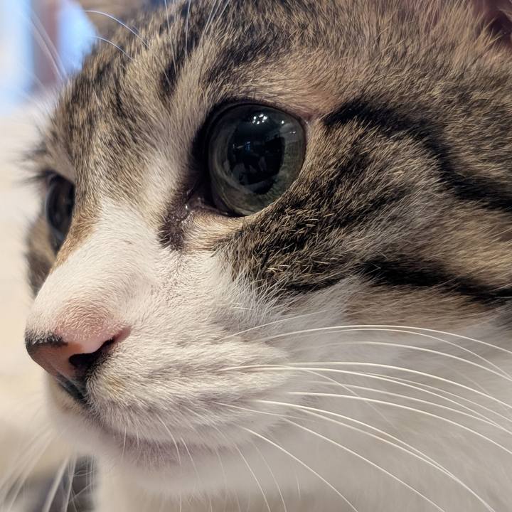 708bb19b 7cf8 4e19 b754 8b8a5217c072 1761951419918