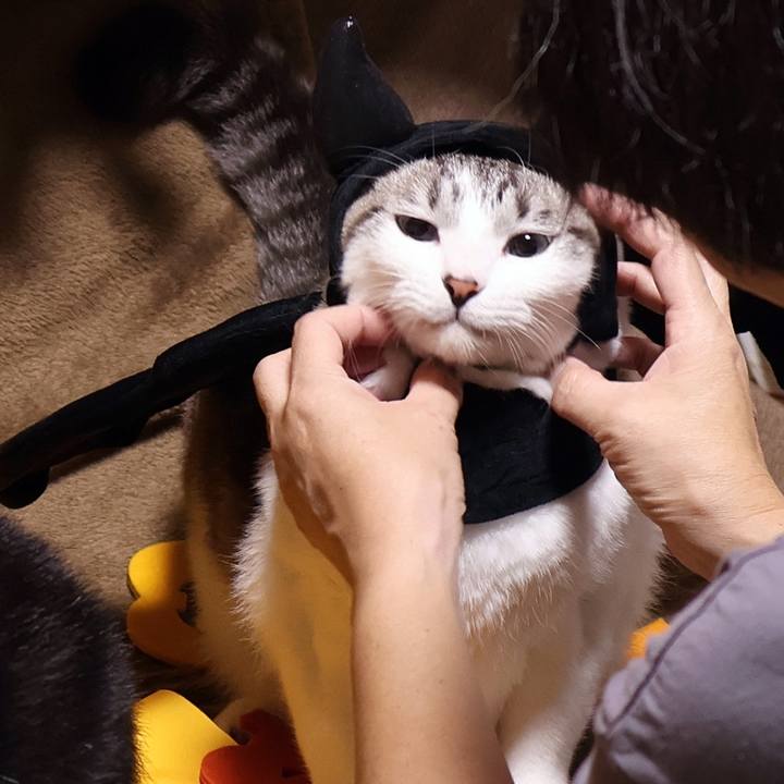 708ea6a5 a99b 4fe6 9e44 e18fdd48775b 1761948726798