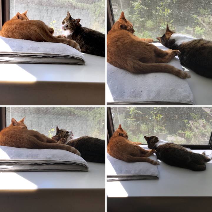 7097a858 ccf4 46f8 8a53 4ec78c89f8ca 1525063994682