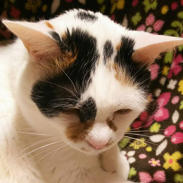 709ad0dc a5e5 40a8 af7d ecadaed04101 1543670169723