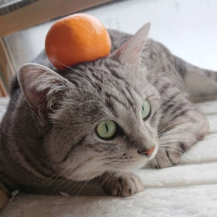 70a7a64c 69b1 4302 8537 9eb2ec26f20c 1515122023570