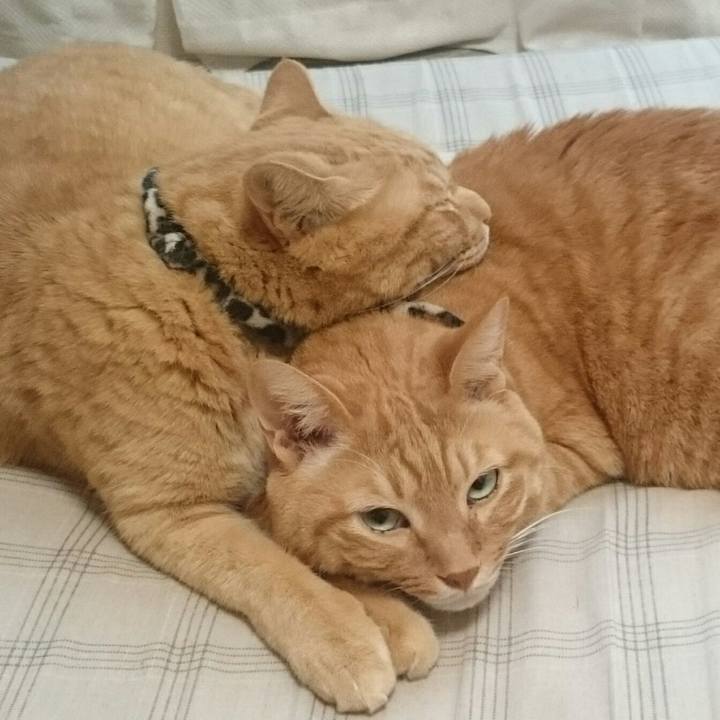 70a908ec f7e4 4fd6 8fff bfb8a8c6d75d 1537846889149