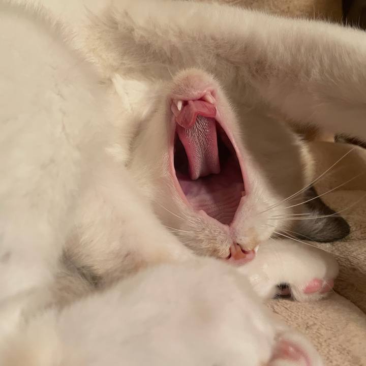 70ae2511 9544 48cf b26d b1f0a92cc898 1731678501907