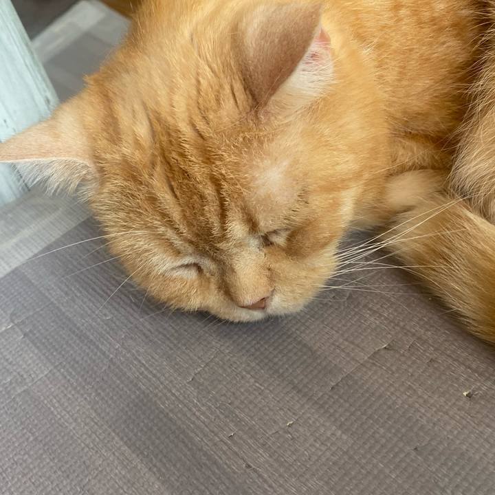 70ae8bc9 eb30 4f8e b5ba 19cc1540e599 1622334885943