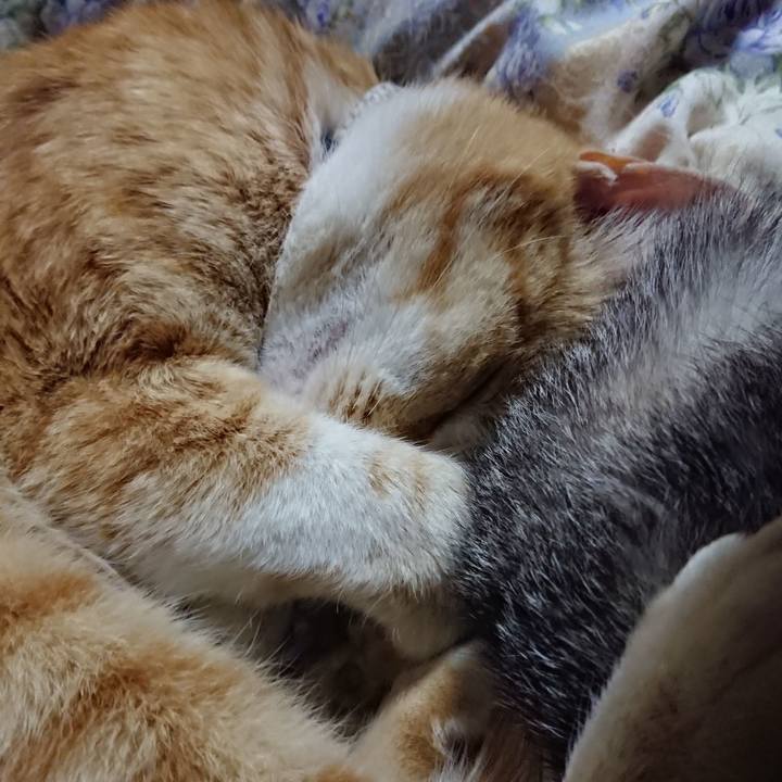 70af11fe 6588 42e6 abf1 3e4bd5656b66 1589463884941