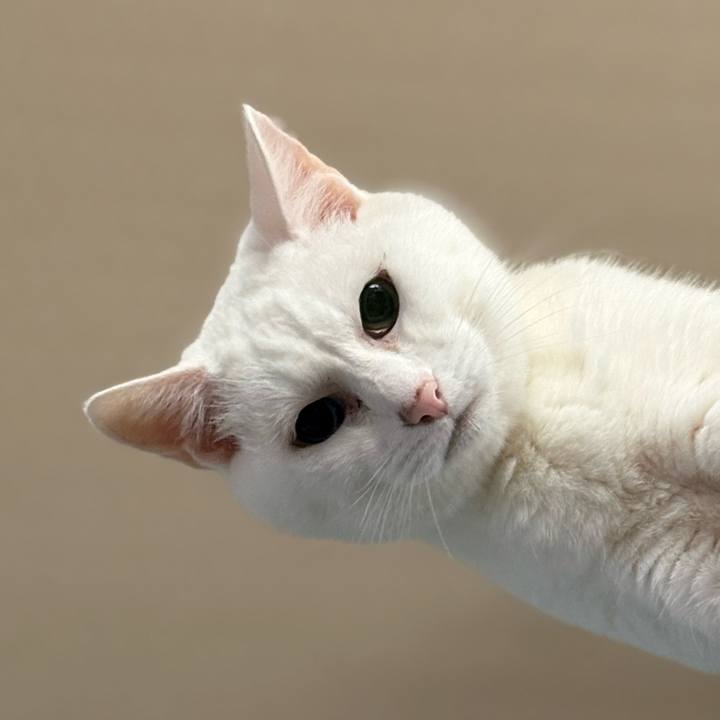 70b06928 fea6 4e15 a716 3531eb9a0d61 1776211888670