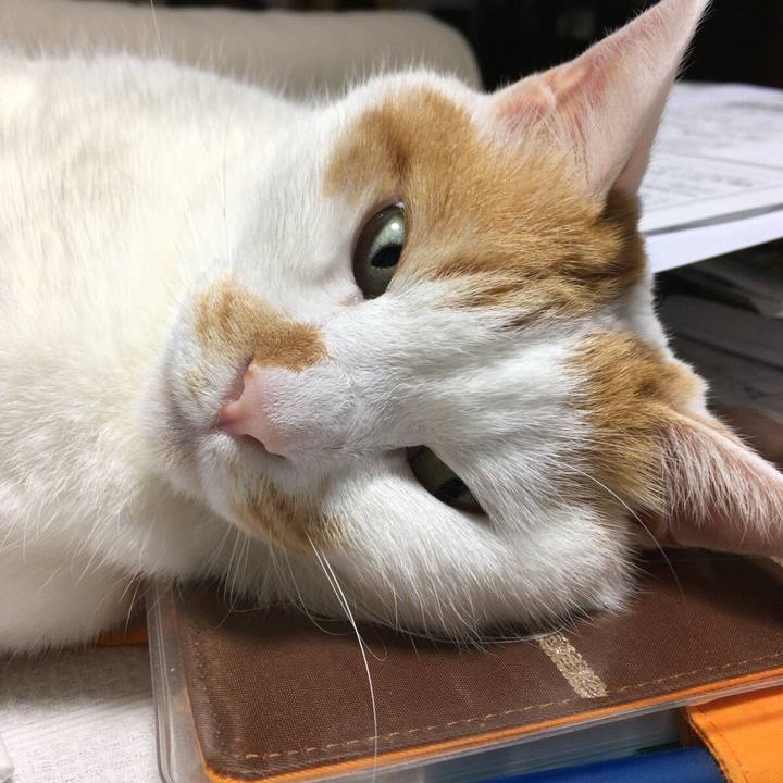 70b06ccb b8e6 4780 bfc4 5377ddf89e81 1507730472231