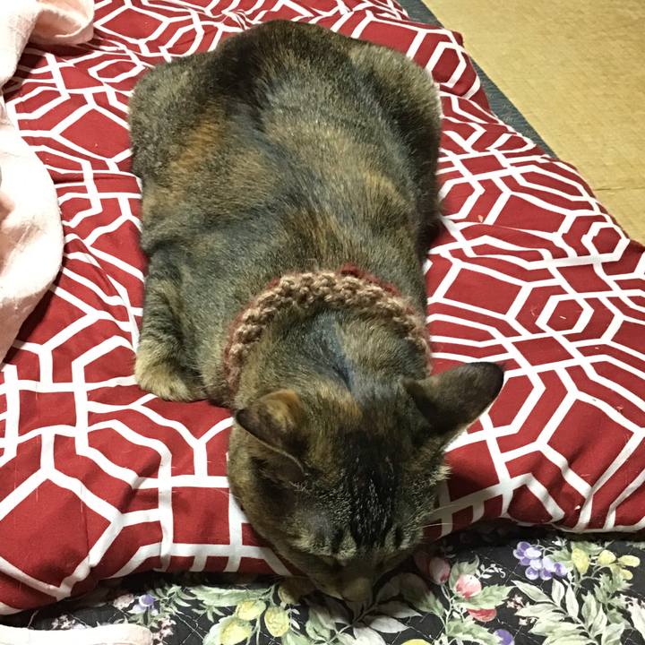 70b3a23f 03b8 47c8 9e39 ec7560a66c45 1636451314390