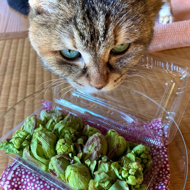 70bb55a3 a6bf 42da b056 f2b08ae52f13 1613096567846