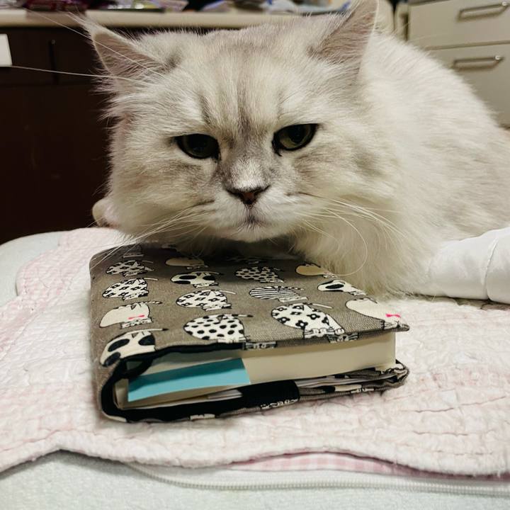 70bca8db c16a 42c8 ae5b 66f595db24b1 1667995782002