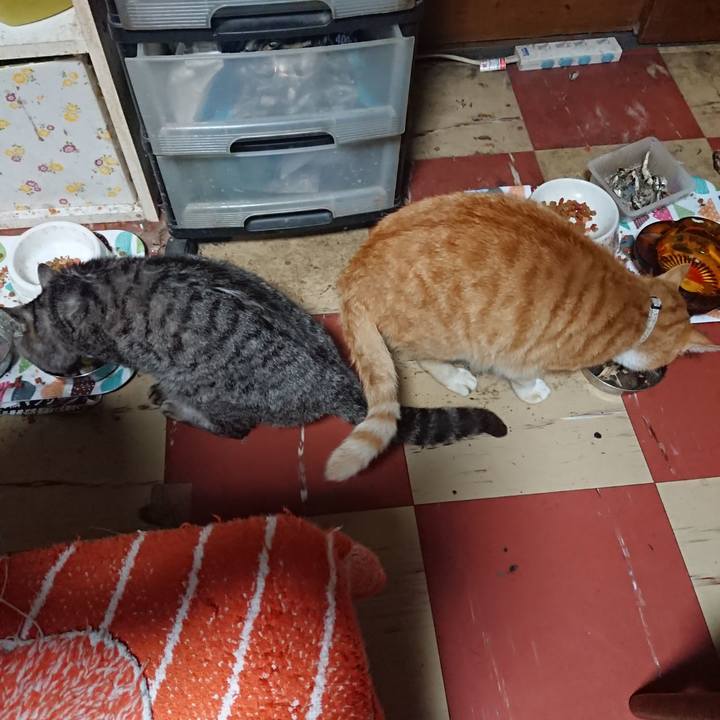 70bcd7dd 7821 4bec a177 19c35f9bdd80 1589888848586