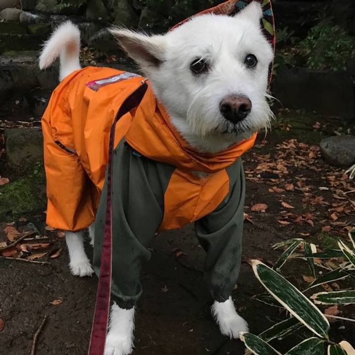 70bd3361 e018 4fca b5d6 2280e7da6c92 1774257646050