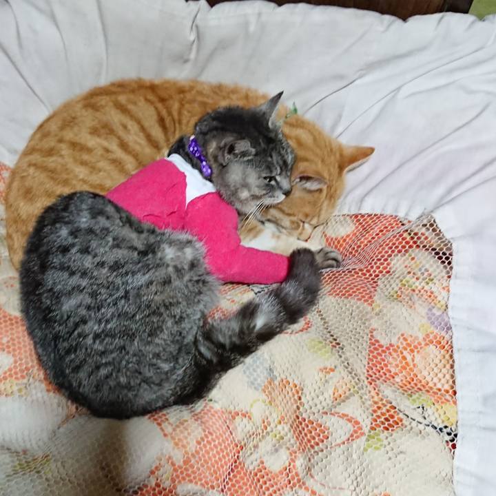 70c36237 f158 4bb3 98d8 78f496b2ca8e 1586606863228