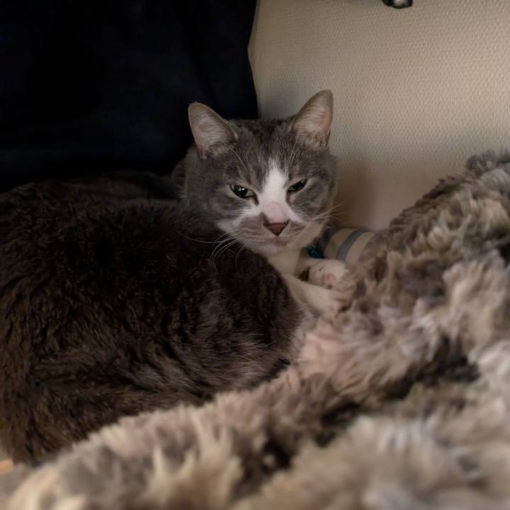 70c40c17 8e7a 43d2 87cf a724e10bf86d 1745027671681