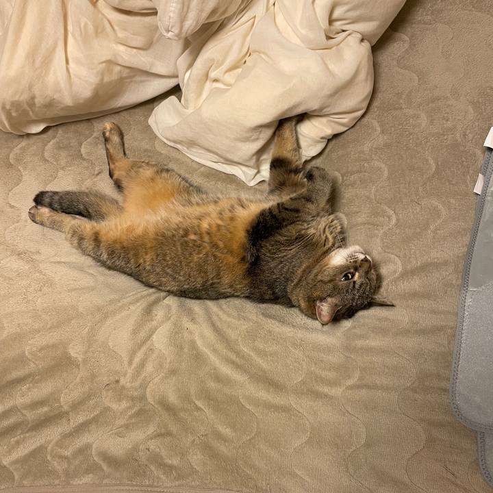 70c43858 ab43 4c72 ab9d af8edd30b1cb 1744285833841