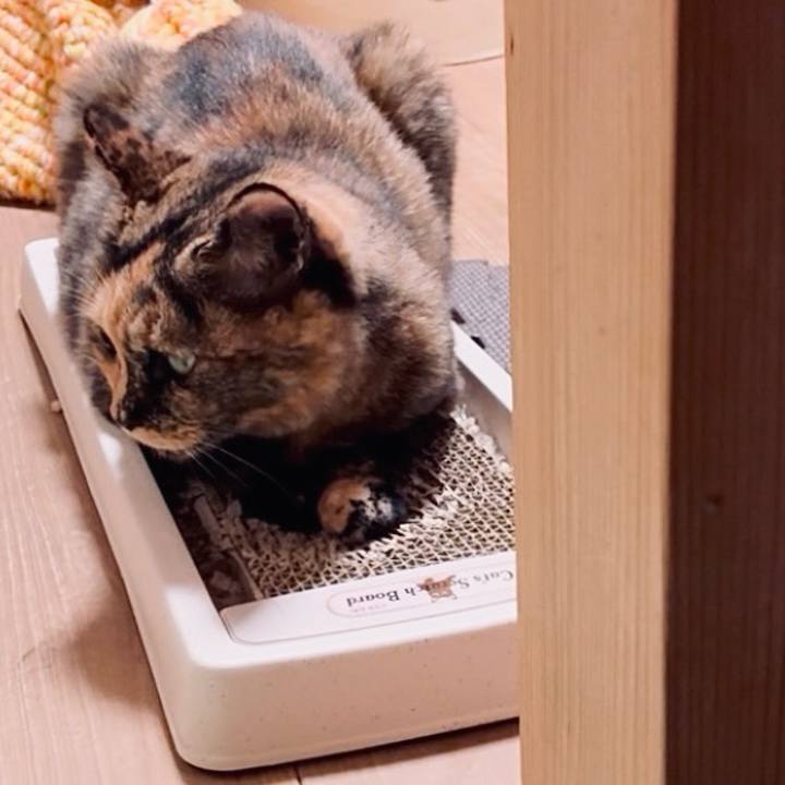 70c62bd8 408d 4415 bb59 5730eaf53385 1760473286640