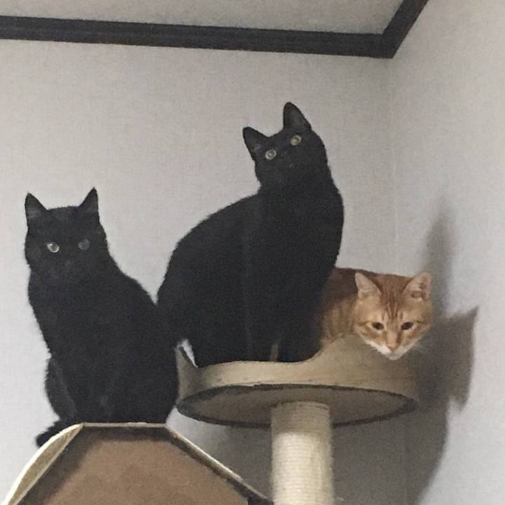 70c8a37f cac5 4cd9 a4ec a5d3cf298e10 1534763821808