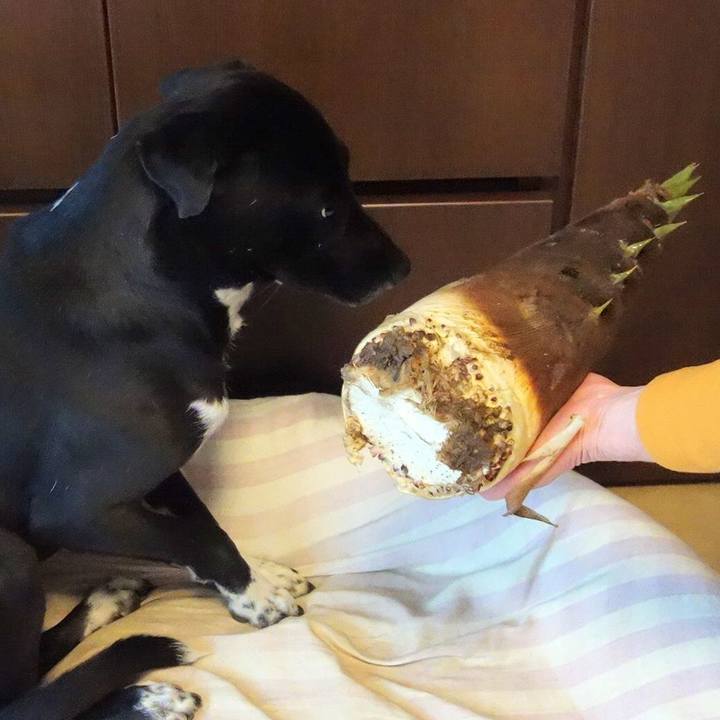 70c8e600 c822 443e bcae 4ffd2fb58358 1587110078363