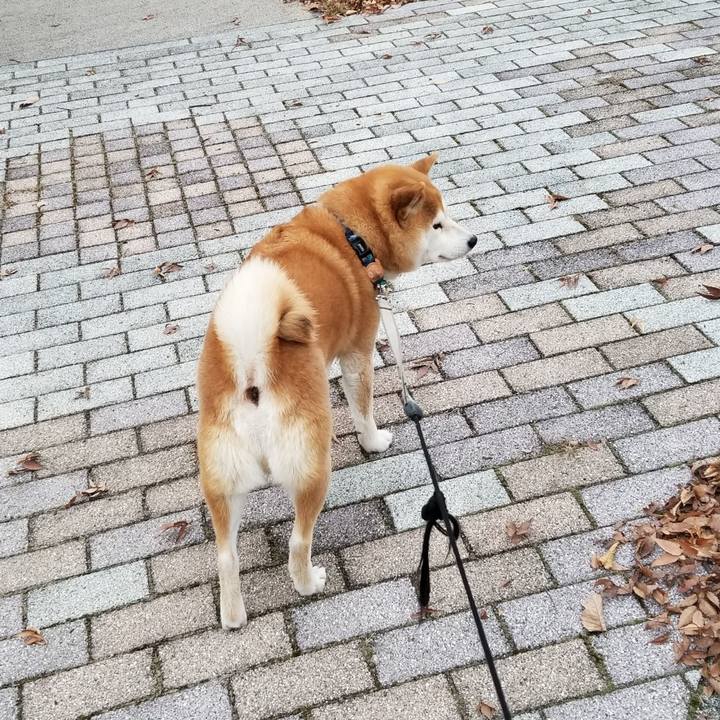 70caf454 36db 4bc6 ab40 43c2ec11ebbc 1574838176670