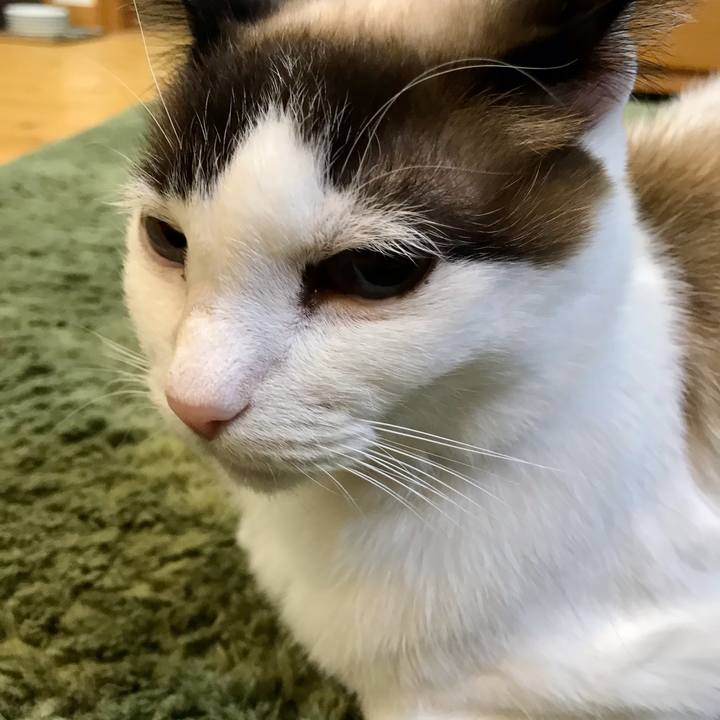 70cb6ad1 87a5 4ae0 8120 13c3142d14c9 1616312739883