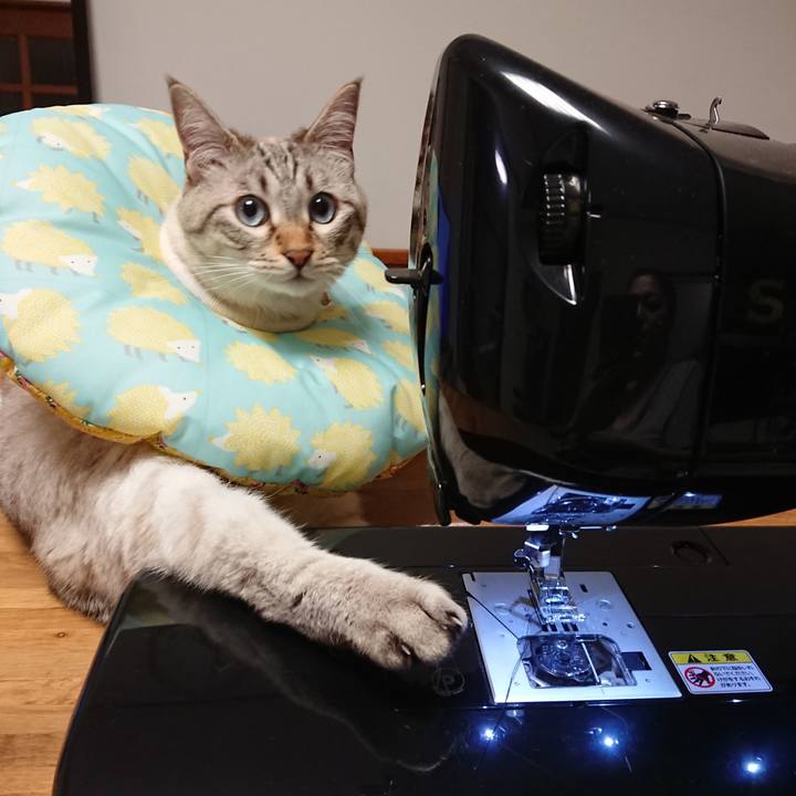 70cc4a2c d4c2 4012 9952 079a44382062 1563187134261