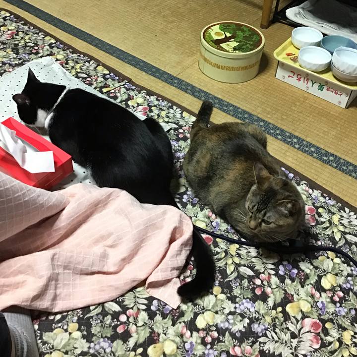 70cf26ba 5c04 4ca0 a9f4 561260aa29f2 1654588485112