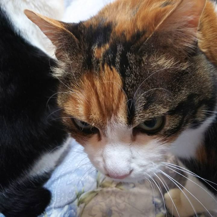 70d34f6f e16d 4dd2 bb37 5924754c877b 1544834599432