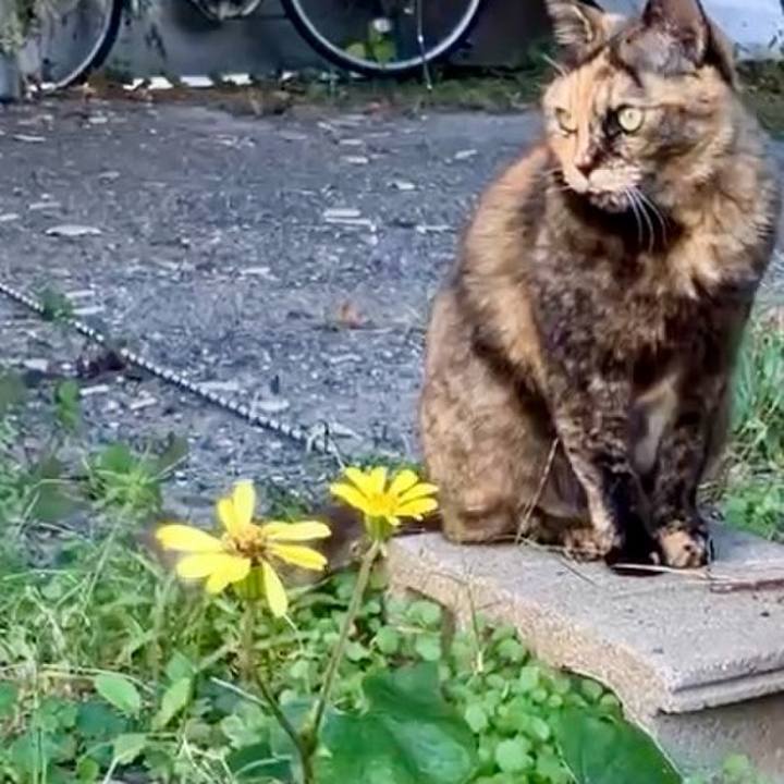 70d7f03a 817d 4e06 a69d 501e2eaf6d6c 1733688743911