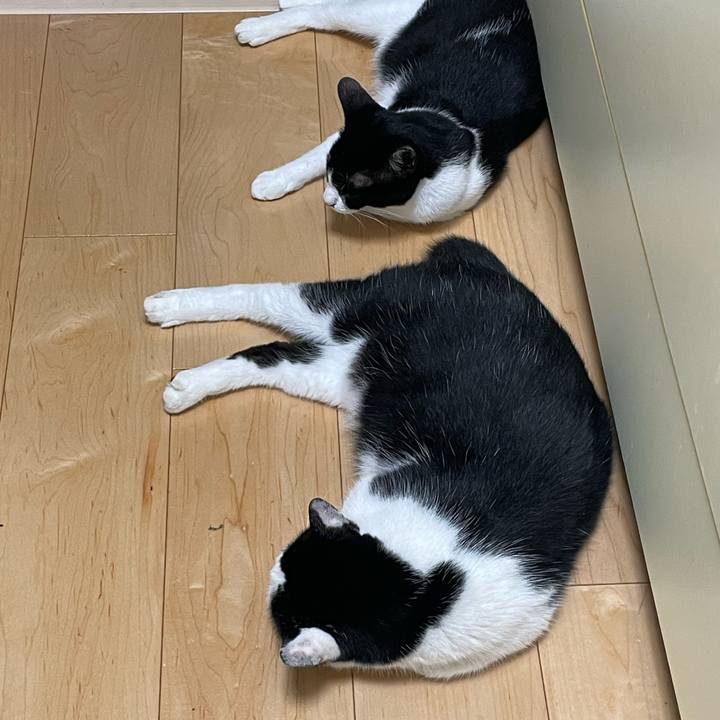 70d9c3b1 dae7 40fc a57a 4c4fc0dc2ba9 1690034846349