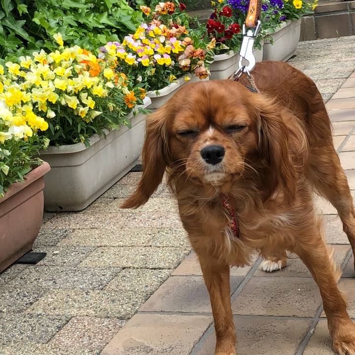 70dd39f5 3c16 4b51 afd3 6a3c42cfe710 1525564512871