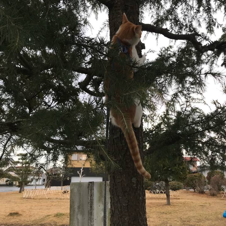 70e0a4bf c6e3 4834 9729 152007c6dd64 1515562475994