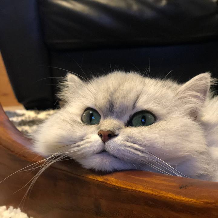 70e65a02 cc67 4fec 9405 5c49ab603733 1581233862838