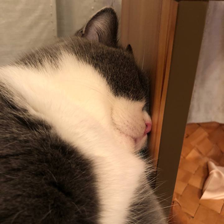 70e6861a 1623 4815 b8c2 402e55de4c4d 1545043433078