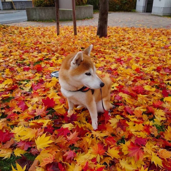 70e83e53 ba9b 4717 aa7f b6be00d85028 1635921556125