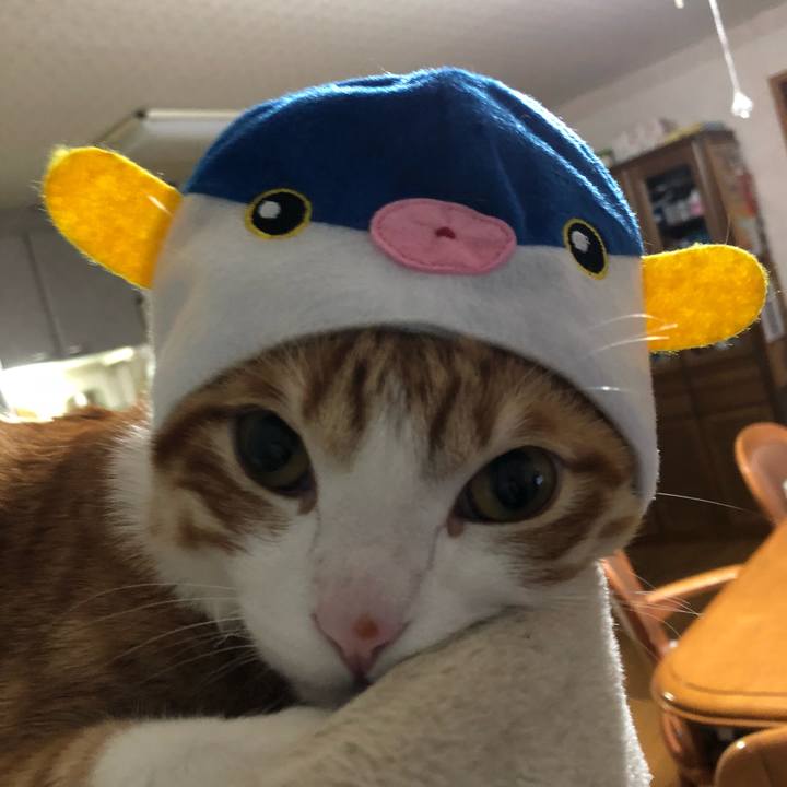 70e89ef9 9fef 42b1 9cf5 c7e10de8fdae 1513853996734