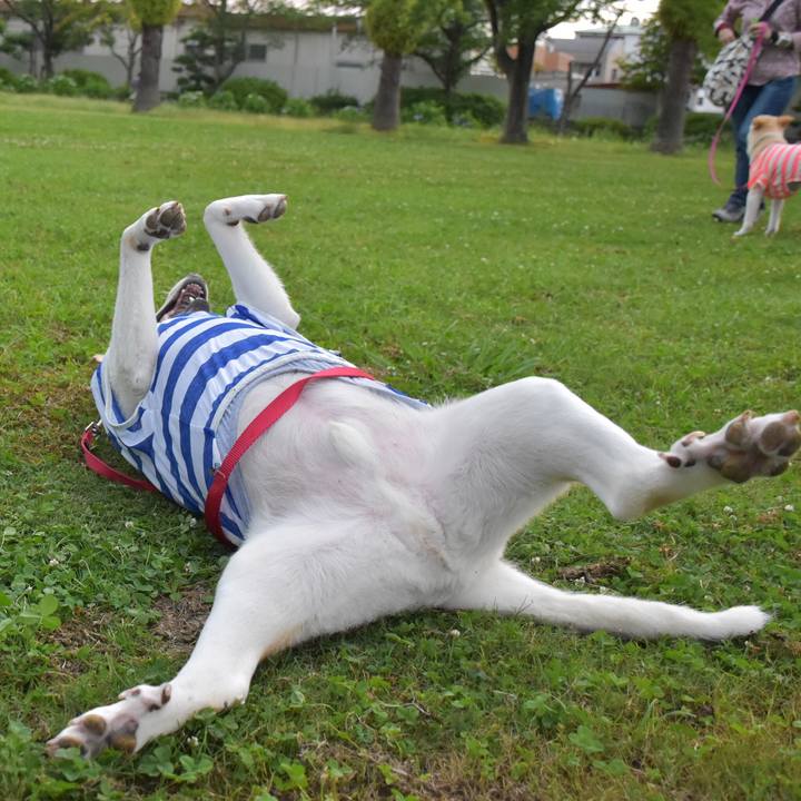 70ea94de 4420 4fcd 9e53 29138331ea7d 1528025732326